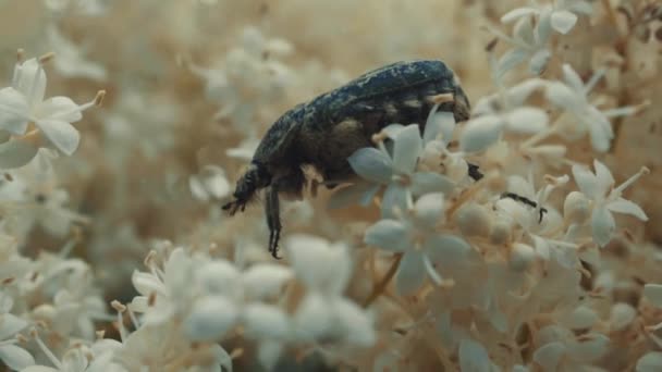 Meikever Verzamelt Stuifmeel Van Bloemen — Stockvideo