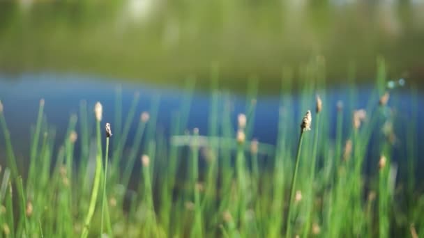 Herbe Sur Marais Littoral Libellules Bleues — Video