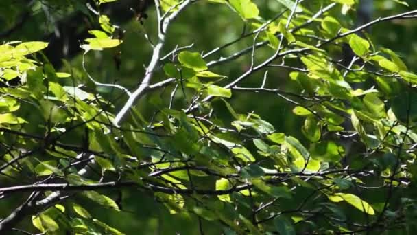 Abbagliamento Dell Acqua Sulle Foglie Degli Alberi — Video Stock