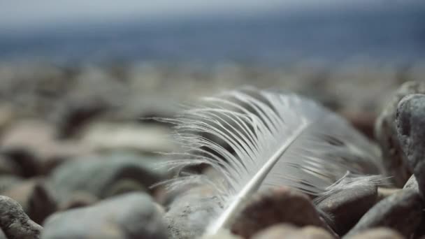 Viento Pluma Orilla Del Baikal — Vídeos de Stock