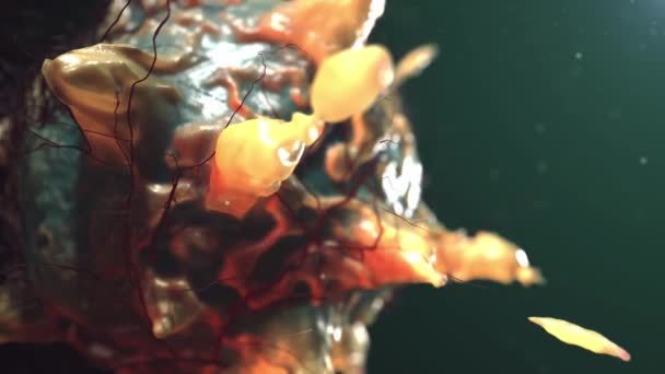 Hücreleri Bakteri Laçları Malecules Virüs — Stok video