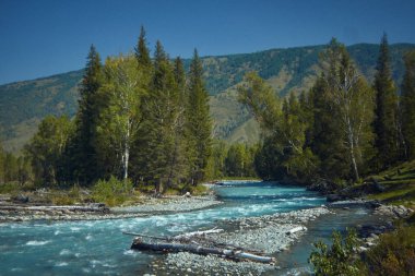  -Dağ altay Katun Nehri'nin ağzında                 
