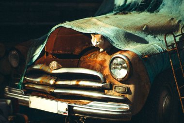 retro Rus Otomobil Müzesi. zencefil kedi