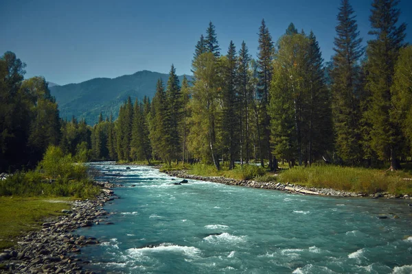  -Dağ altay Katun Nehri'nin ağzında                 