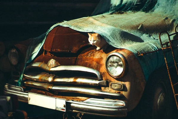 retro Rus Otomobil Müzesi. zencefil kedi