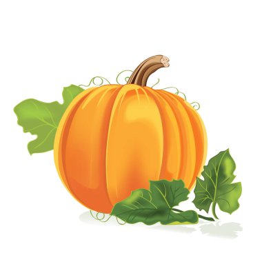  yaprakları, vektör çizim ile çizilmiş kabak el