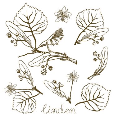 Ihlamur bitkisel illüstrasyon mürekkep. Vektör elle çizilmiş botanik kroki tarzı. Ambalaj içinde - kullanma iyi çay, petrol, kozmetik vb.. 