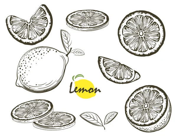 Pola Gambar Tangan Lemon Latar Belakang Sitrus - Stok Vektor