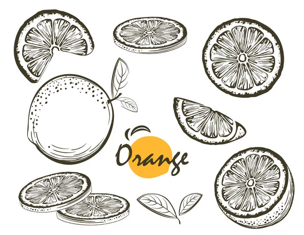 Hand Drawn Oranges Collection Citrus Background — Stock Vector