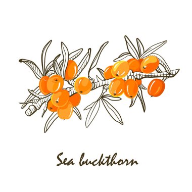 çizilmiş deniz cehri çilek el