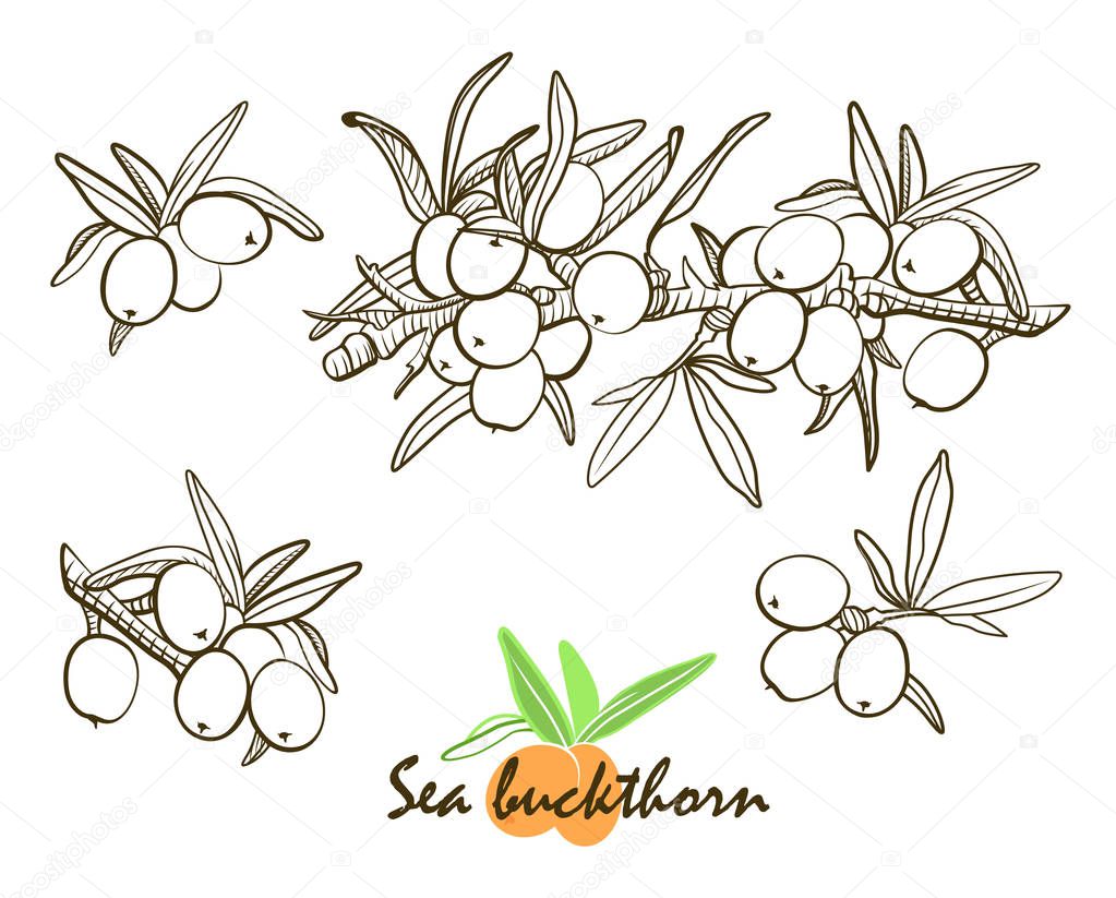 hand drawn sea buckthorn berries in sketch style 