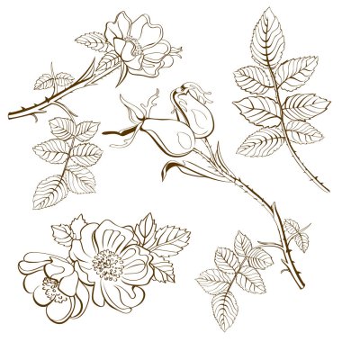 Kuşburnu dal kroki, vektör çizim