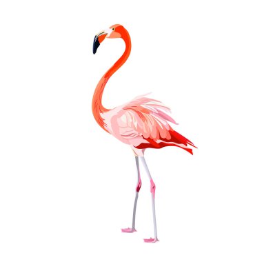 Beyaz arkaplanda izole edilmiş pembe flamingo vektör çizimi. 