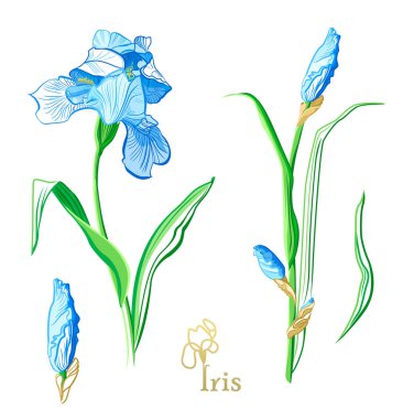 Beyaz arka plan üzerinde izole Iris çiçekler. Renk Iris çiçek kroki. 