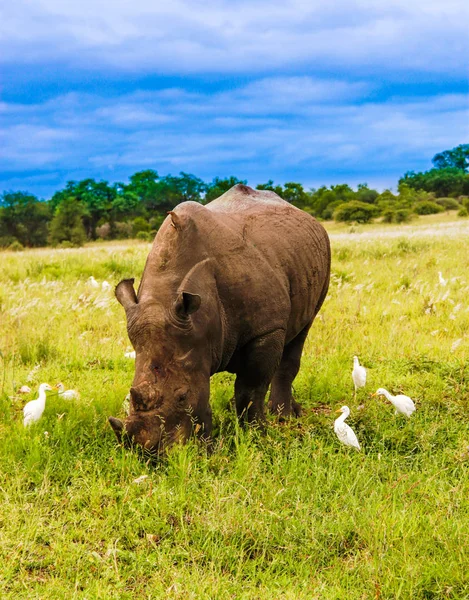 Güney beyaz gergedanları Kruger Ulusal Parkı 'nda otluyor.
