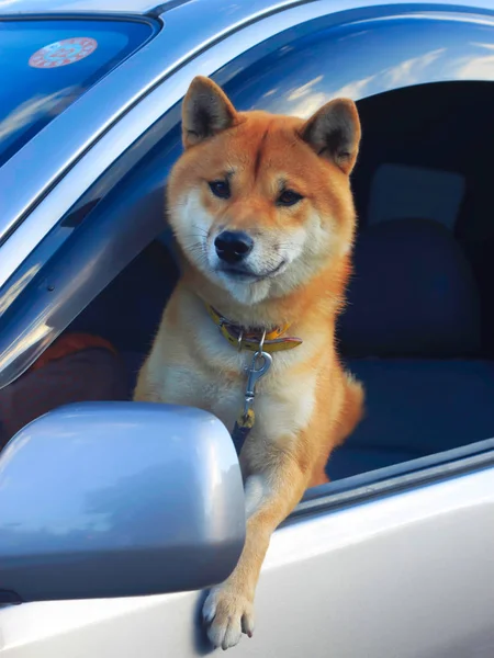 Shiba inu köpeği arabanın yan camından dışarı bakıyor.