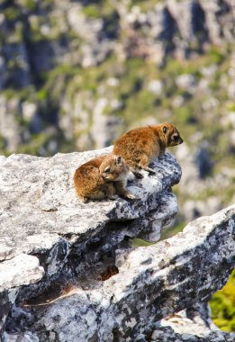 İki kaya hyrax (dassie) Masa Dağı 'nın sivri uçlarında güneşleniyor.