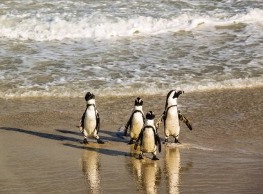 Boulder 's Beach' te beceriksizce yürüyen sevimli penguen sürüsü.