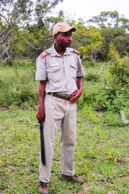 Kruger National Park, Güney Afrika - 2011: kalın çalıların arasında kesmek için kullanılan pala tutan Safari Kılavuzu
