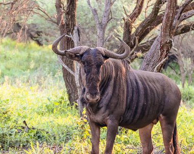 Beyaz sakallı antiloplar Kruger Ulusal Parkı 'na tuhaf bir şekilde bakıyorlar.