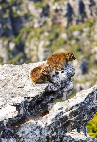 stock image Two rock hyrax (dassie) sun bathing on the jagged edges at Table Mountain