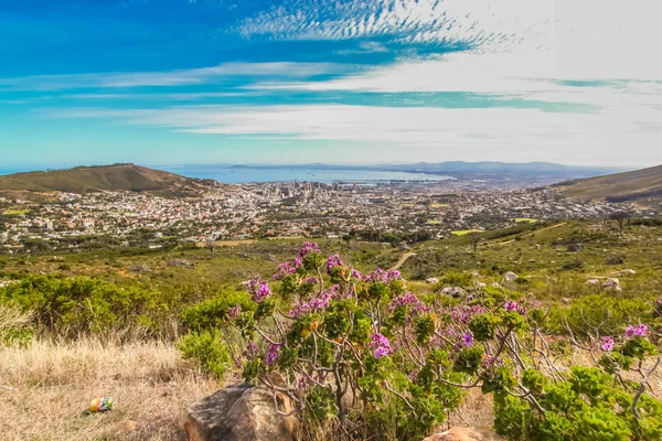 Cape Town manzarasına karşı mor yabani çiçekler