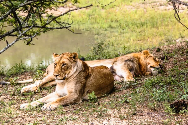 Kruger Ulusal Parkı 'ndaki göletin yanında dinlenen iki dişi aslan.