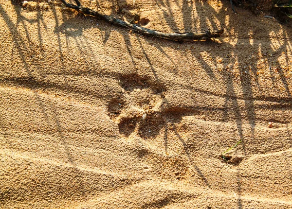 Frische Löwenspuren Boden Kruger Nationalpark — Stockfoto