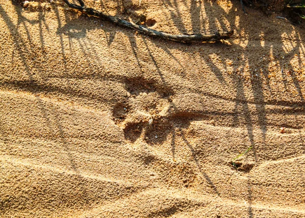 Kruger Ulusal Parkı 'nda yerde taze aslan izleri var.