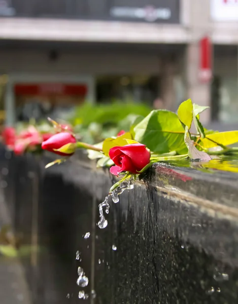 Νερό Από Ένα Σιντριβάνι Ρέει Πάνω Από Κόκκινα Τριαντάφυλλα — Φωτογραφία Αρχείου