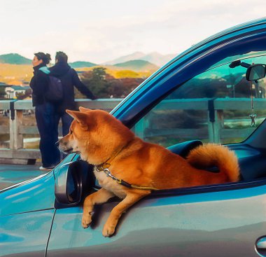 Kyoto, Japonya - 2010: araba yan pencereden dışarı bakıyor shiba Inu köpek