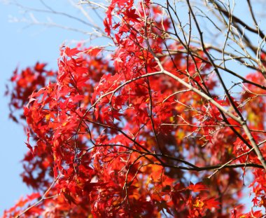 Japon akçaağaç yaprakları sonbaharda Kyoto 'da Felsefe Yürüyüşü' nde çekildi