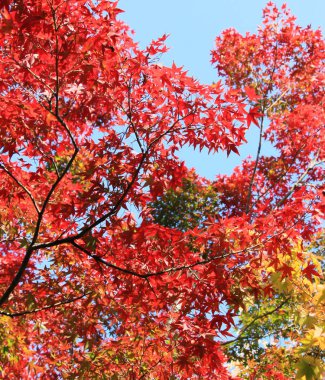 Japonca akçaağaç Eikan-do Zenrin-ji Tapınağı'nda alınan bırakır