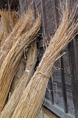 Shirakawago Köyü 'nde gáo tarzı evler inşa etmek için saman topluyor.