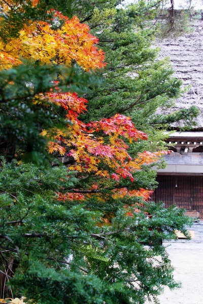 Árboles Arce Con Hojas Rojas Amarillas Shirakawago Village Otoño — Foto de Stock