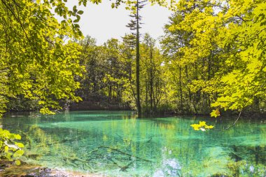 Plitvice Gölleri Ulusal Parkı 'ndaki Aşağı Göllerin suları