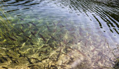 Plitvice Gölleri Ulusal Parkı 'nda kahverengi alabalık.