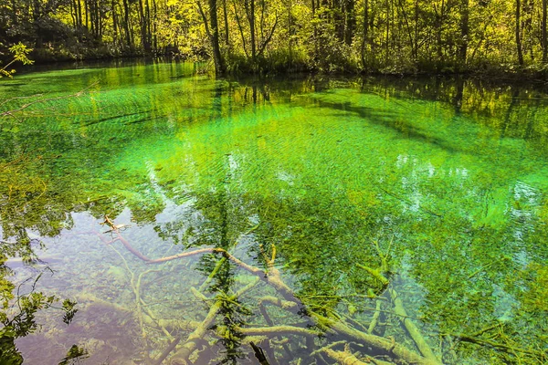 Plitvice Gölleri Ulusal Parkı 'nda suyun altında bitki örtüsü