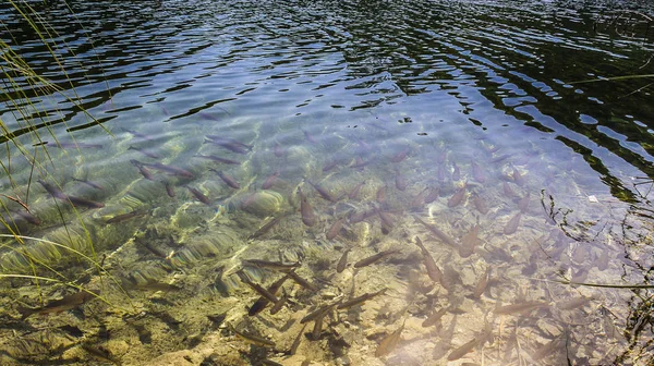 Plitvice Gölleri Ulusal Parkı 'nda kahverengi alabalık.