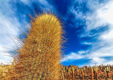 Salar de Uyuni 'deki Isla Incahuasi 'de dev bir kaktüsü yakın görüş