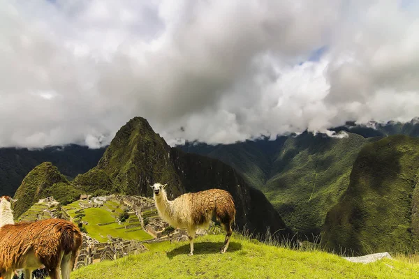 Machu Picchu 'da bir plato alanında iki Llamas