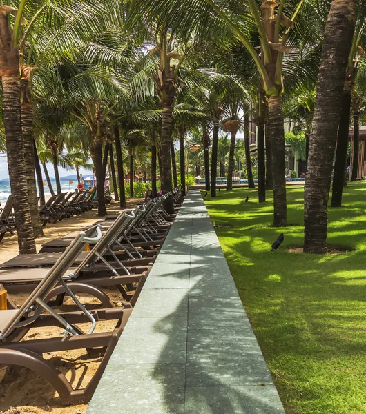 Fila de tumbonas de playa bajo palmeras de coco — Foto de Stock