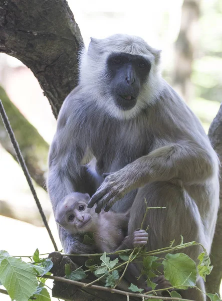 Hanuman Langoer Semnopithecus Entellus Mono Con Bebé Pequeño Sus Brazos — Foto de Stock