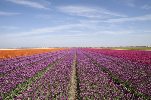 Fialové Tulipány Jaře — Stock fotografie