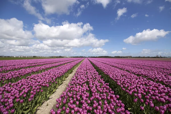 Fialové Tulipány Řadě Krásný Slunečný Jarní Den Modrou Oblohou Příroda — Stock fotografie