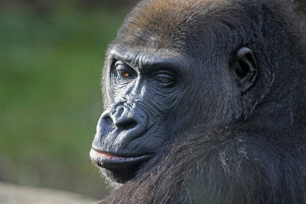 Mirada Soñadora Gran Gorila Negro — Foto de Stock