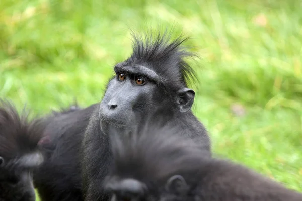 Eyes Black Crested Macaque Monkey — Stock Photo, Image