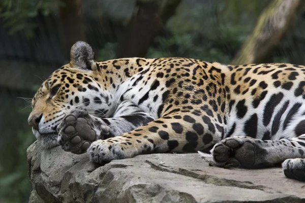 Odpočívající Jaguar Tiše Leží Skále — Stock fotografie