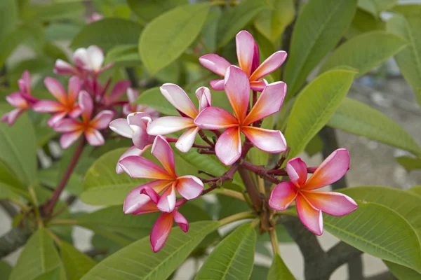 Krásný Coloredfrangipani Květina Indonésii — Stock fotografie