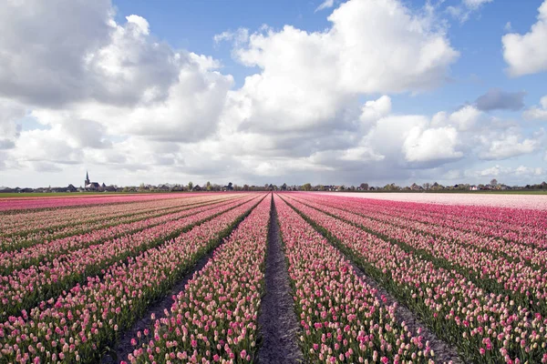 Velké Pole Krásné Růžové Tulipány Jaře — Stock fotografie